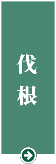 伐根